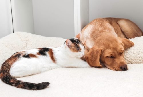 Clean Regent - How to clean a pet-friendly home